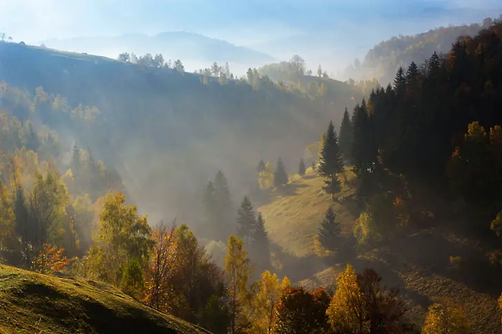 Бракониерство и незаконна сеч застрашават природата в България