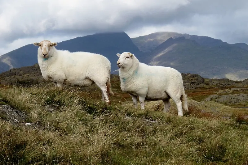 Овцете разпознават човешки лица