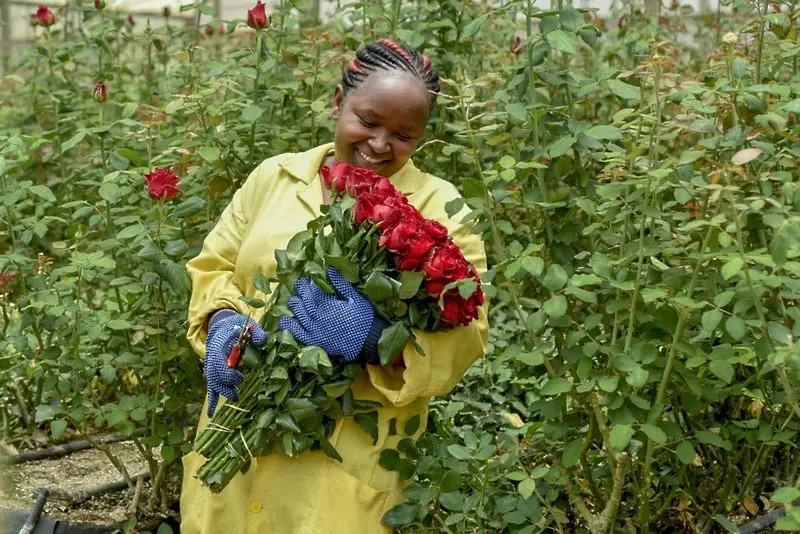 Рози от Африка завладяват пазара в Европа