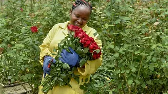 Рози от Африка завладяват пазара в Европа
