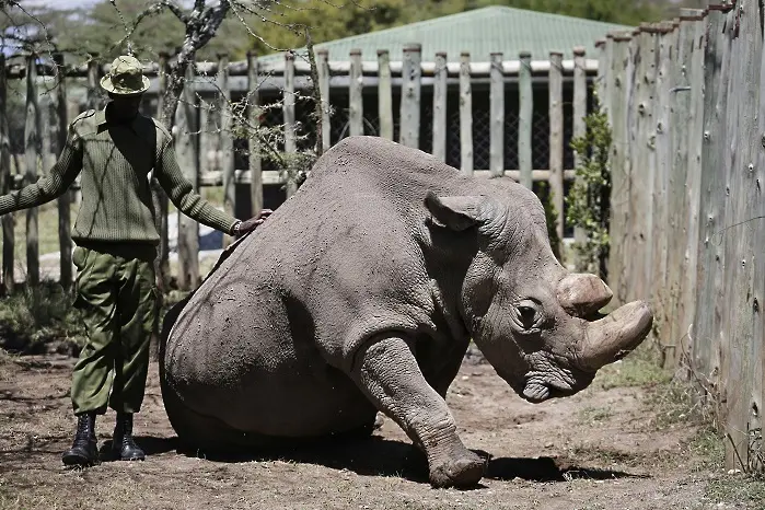 Белият северен носорог умря