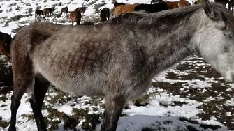 Десетки коне измират от студ и глад в Осоговската планина