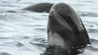 Гренландските китове пеят джаз