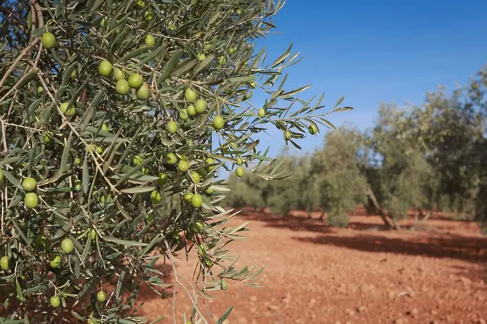 Войната на маслините