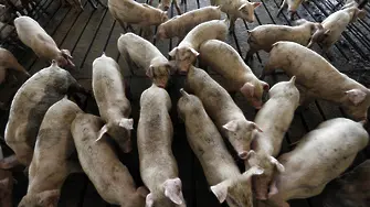 Започна унищожаването на прасета в Плевенско