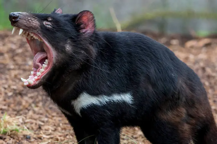 Учени откриха здрави тасманийски дяволи