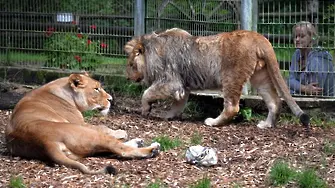 Два лъва, два тигъра и ягуар избягаха от зоопарк в Германия