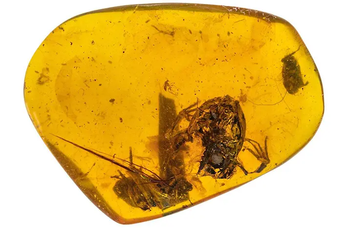 Учени откриха най-ранните известни жаби в кехлибар 