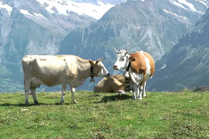 Швейцарските крави са твърде дебели