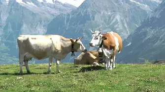 Швейцарските крави са твърде дебели