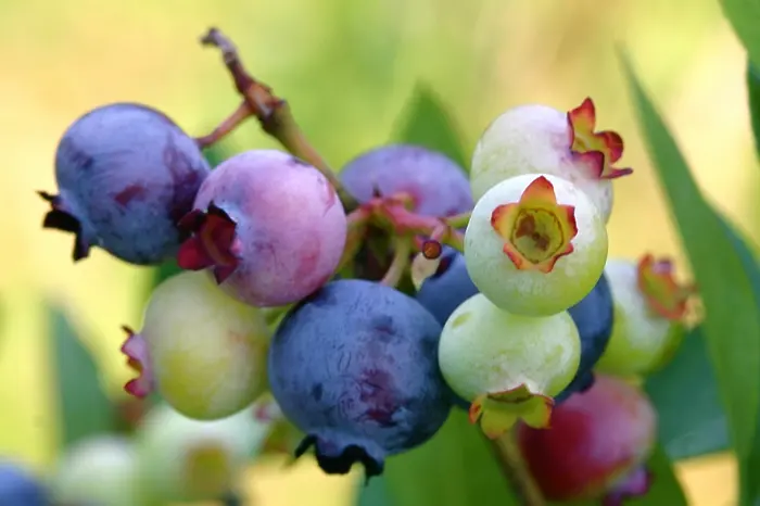 Вижте най-полезните храни с цвят лилав