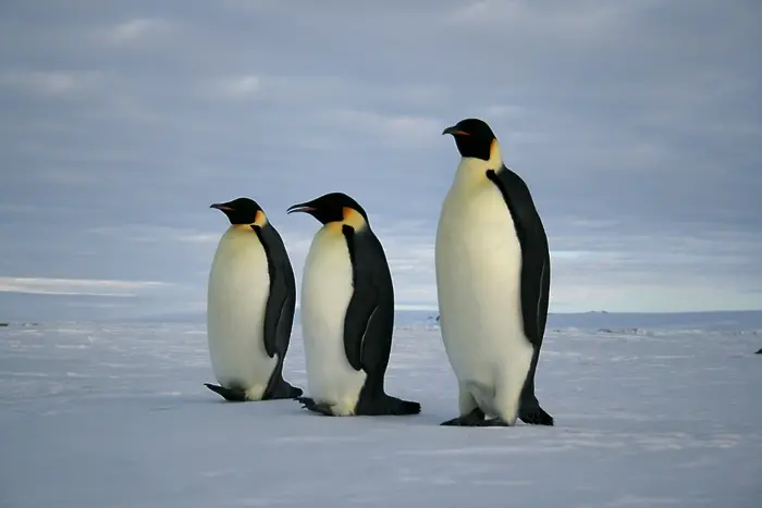 Сбогувайте се с императорските пингвини