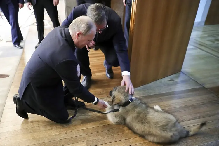 Путин обича да се снима с кучета, почти толкова колкото да се снима гол до кръста