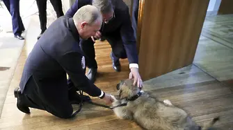 Путин обича да се снима с кучета, почти толкова колкото да се снима гол до кръста