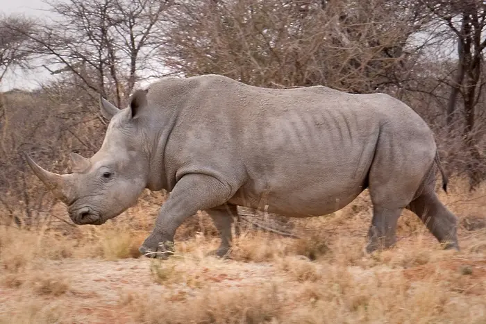 Италия: Два ембриона ще спасяват от изчезване белия носорог