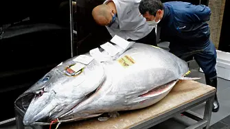 Огромна риба тон продадена в Токио за над 20 милиона йени