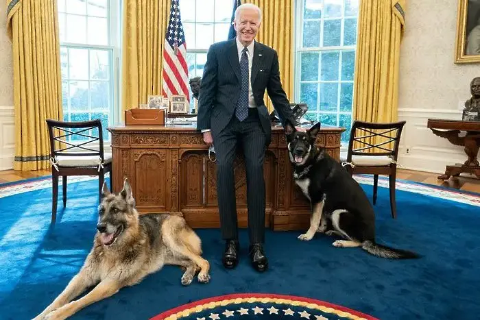 Кучетата на Байдън хапят в Белия дом. Връщат ги на село