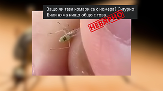 Не, това не е комар – въшка е! И не е от фермата на Бил Гейтс