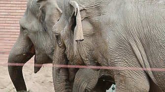 Софийският зоопарк: От фалшива страница се разпространява подвеждаща томбола с нашето лого