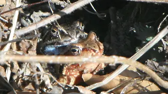 Виж какво правят червената и синята жаба