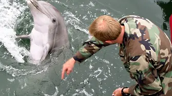 Бойни делфини на маневри в Черно море