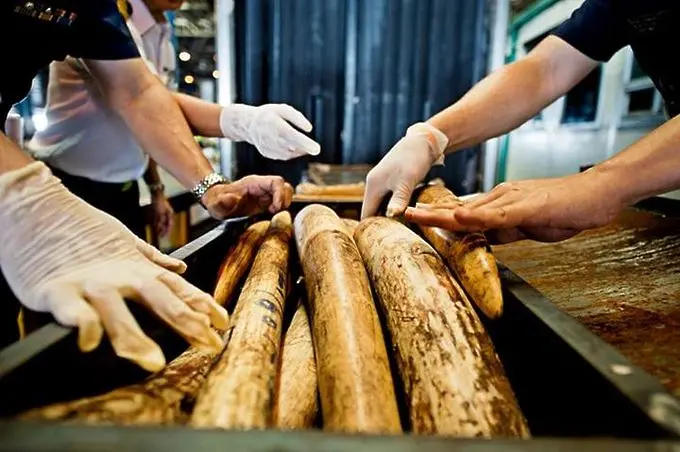 Двайсет и осем тона слонова кост ще бъдат изгорени в Хонг Конг