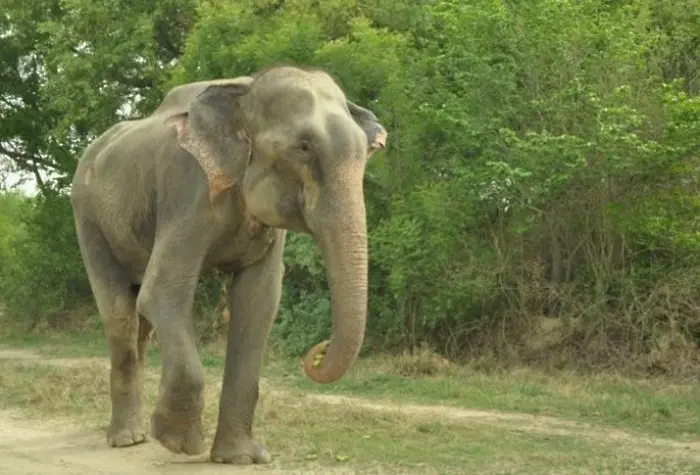 Слон плаче след като го освободиха от 50-годишен плен (видео)