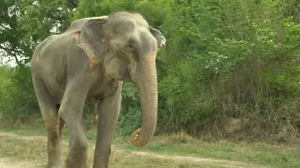 Слон плаче след като го освободиха от 50-годишен плен (видео)