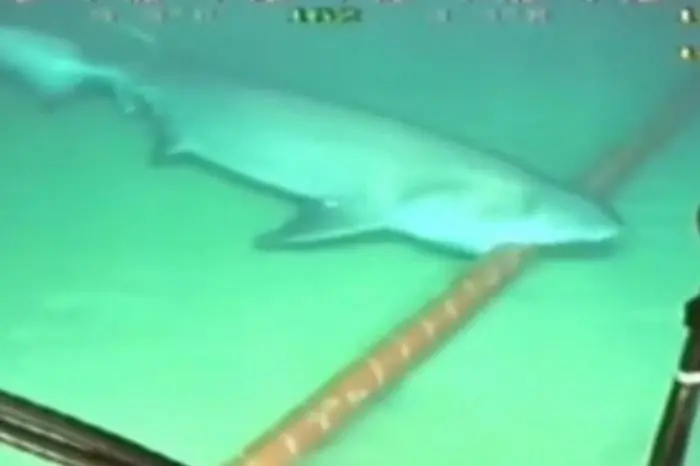 Акула яде интернета на Виетнам (видео)