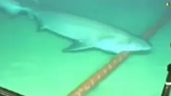 Акула яде интернета на Виетнам (видео)