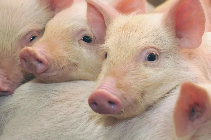 Русия готова да вдигне санитарна забрана за свинско от Европа