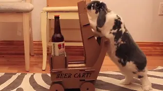 Дресиран заек носи бира на стопаните си (видео)