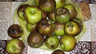 Гнилите ябълки - дар за незрящите