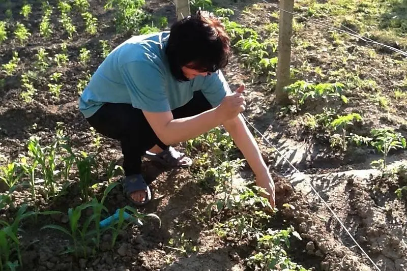 Корнелия Нинова сади домати в Мизия