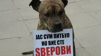 Контрапункт. Протестът в София събра шепа ентусиасти и едно мотивирано куче