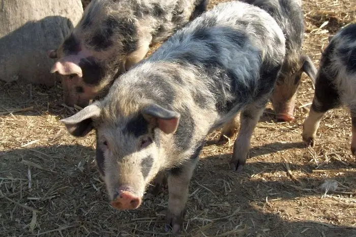 Русия временно забранява вноса на свинско от България