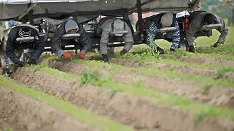 Българските земеделци очакват равни плащания със западните