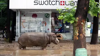 Тбилиси под вода, зверове от зоопарка тръгнаха из града (видео)