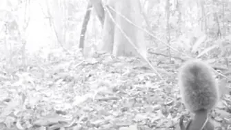 Камера засне мистериозната катерица-вампир (ВИДЕО)