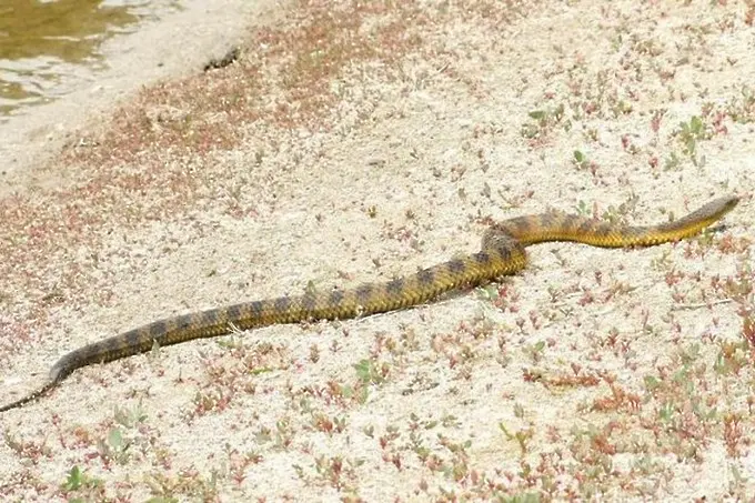 Отровни змии плъзнаха по плажовете на Калифорния