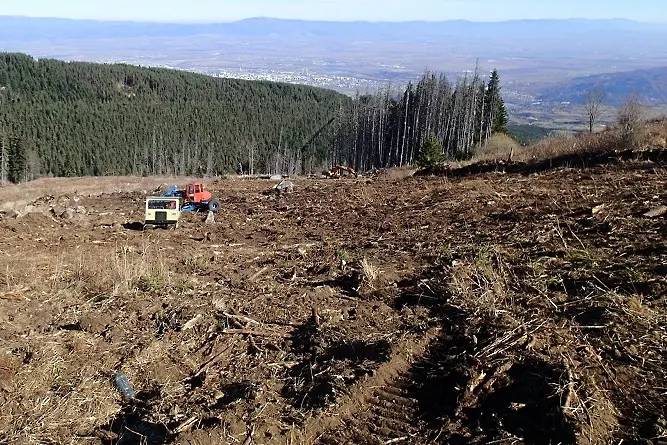 Прокуратурата разследва изсичането на гора на Витоша