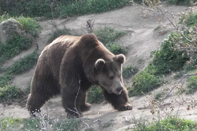 Има разрешение за отстрелване на мечката край Белица