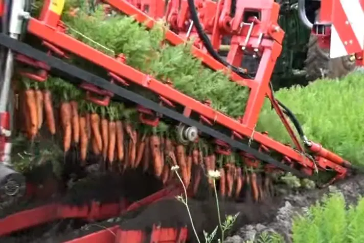 Това се казва вадене на моркови (видео)