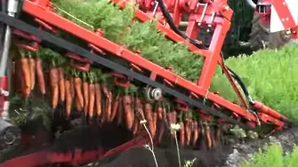 Това се казва вадене на моркови (видео)