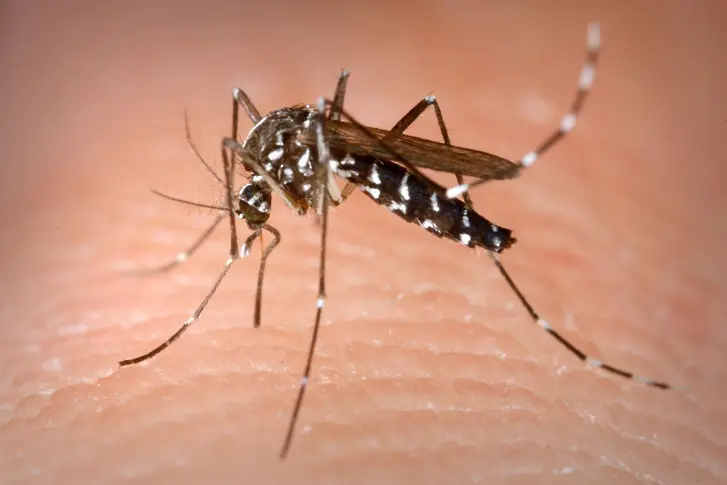 ГМО комари виновни за епидемията „Зика“?