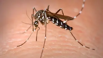 ГМО комари виновни за епидемията „Зика“?