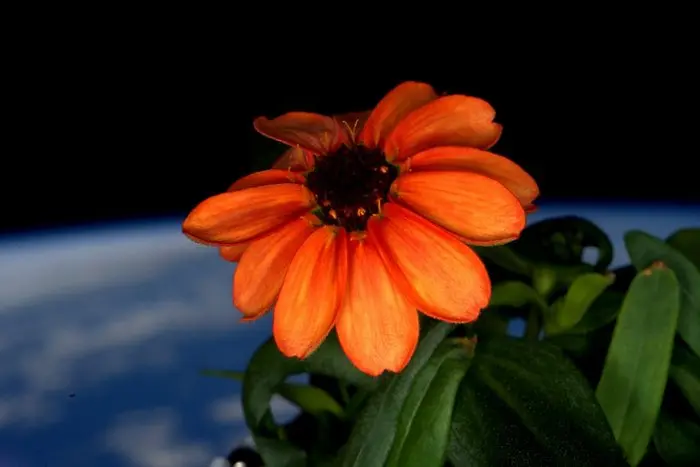 За пръв път - цвете цъфна в космоса