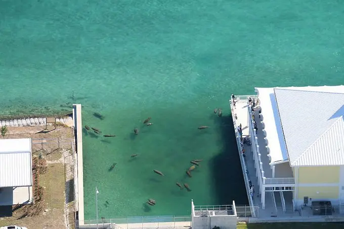 Водите на Флорида завряха от морски крави