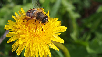 Учени създадоха компютърен модел, предпазващ пчелите от токсични пестициди