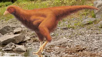 Пиле с динозавърски крака - последното постижение на науката